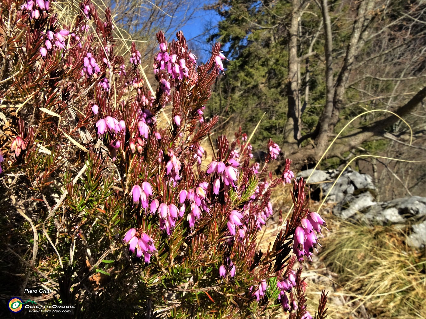 28 Erica in fiore.JPG